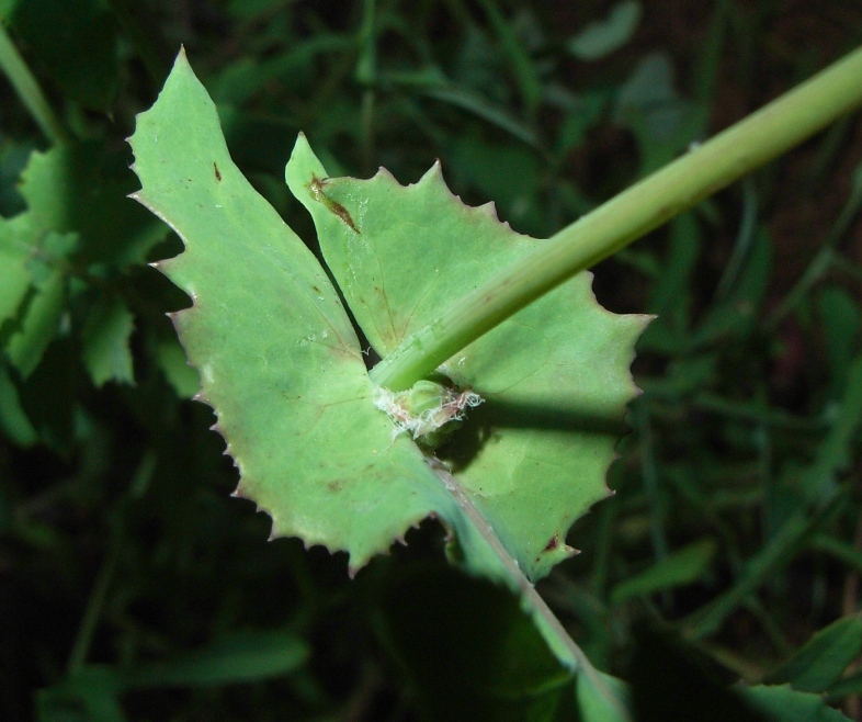 Sonchus tenerrimus / Grespino sfrangiato